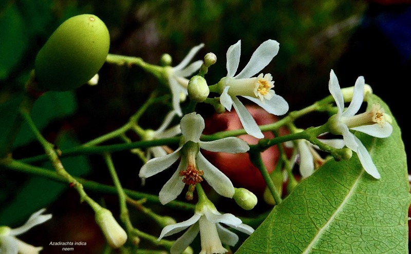 Azadirachta indica.neem.lilas sacré.meliaceae.origine- Inde.jpeg