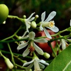 Azadirachta indica.neem.lilas sacré.meliaceae.origine- Inde.jpeg