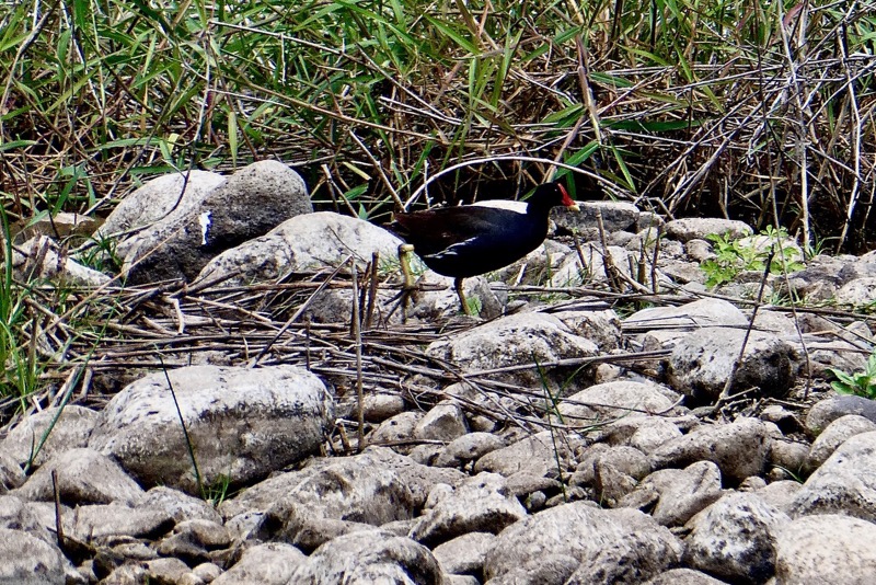 Gallinula chloropus.poule d'eau.famille des rallidae...jpeg