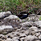 Gallinula chloropus.poule d'eau.famille des rallidae...jpeg