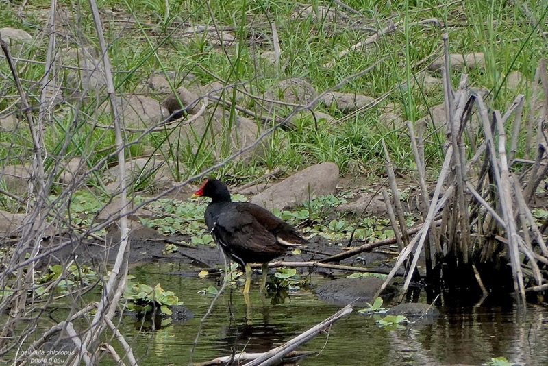 Gallinula chloropus.poule d'eau.famille des rallidae..jpeg