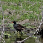 Gallinula chloropus.poule d'eau.famille des rallidae..jpeg