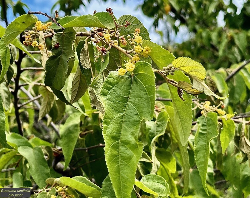 Guazuma ulmifolia.bibi jacot.malvaceae. (1).jpeg