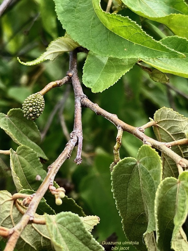 Guazuma ulmifolia.bibi jacot.malvaceae..jpeg