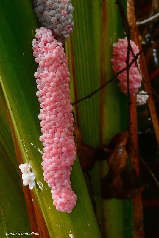 ponte d'ampullaire ( escargot Pomacea canaliculata ) sur Typha domingensis..jpeg