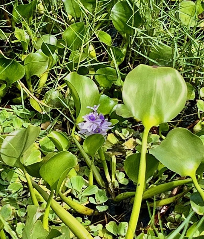 Pontederia crassipes.( Eichhornia crassipes ) jacinthe d’eau. pontederiaceae.amphinaturalisé..jpeg