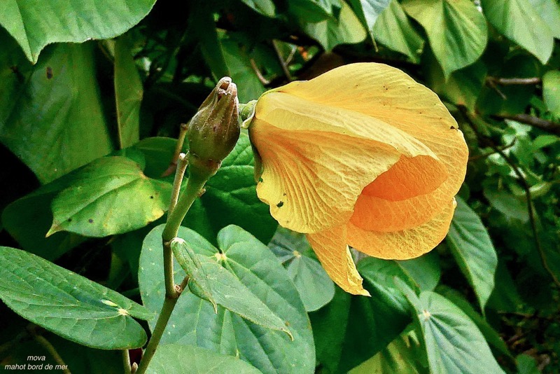 Talipariti tiliaceum.( Hibiscus tiliaceus ) mova.mahot bord de mer.malvaceae.indigène Réunion ? (2).jpeg