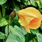 Talipariti tiliaceum.( Hibiscus tiliaceus ) mova.mahot bord de mer.malvaceae.indigène Réunion ? (2).jpeg