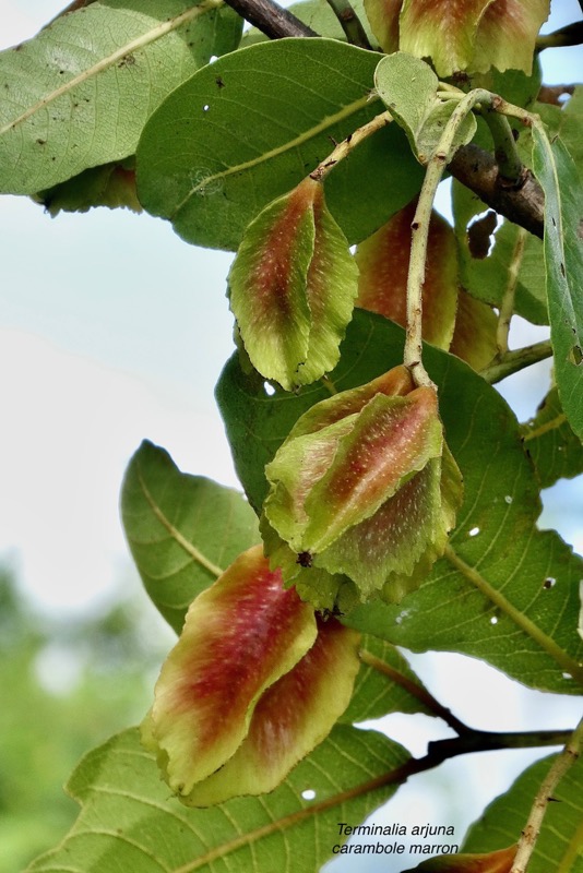 Terminalia arjuna.carambole marron combretaceae. Inde  Sri-Lanka  Myanmar  . (1).jpeg