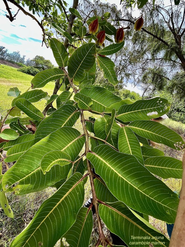 Terminalia arjuna.carambole marron combretaceae. Inde  Sri-Lanka  Myanmar  ..jpeg