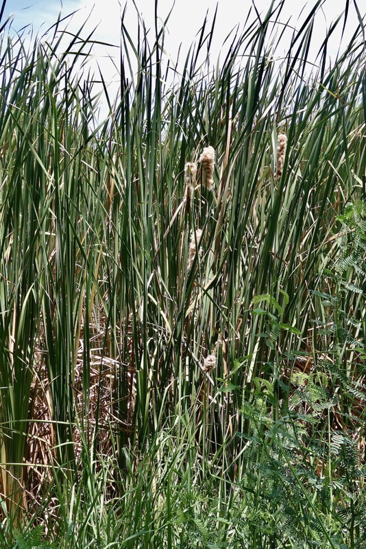 Typha domingensis.voune.jonc.massette. typhaceae. indigène ? (1).jpeg