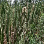 Typha domingensis.voune.jonc.massette. typhaceae. indigène ? (1).jpeg