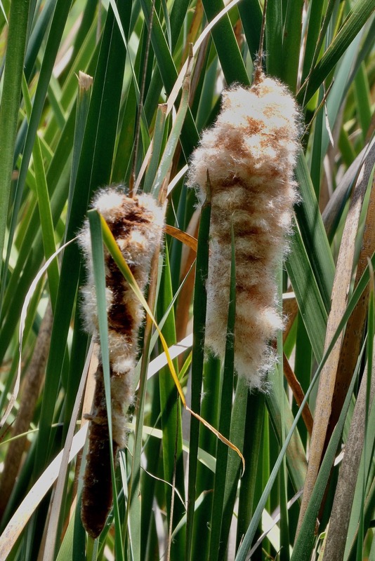 Typha domingensis.voune.jonc.massette. typhaceae. indigène ?.jpeg