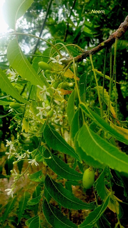 Azadirachta indica Neem Meliaceae Inde 46.jpeg