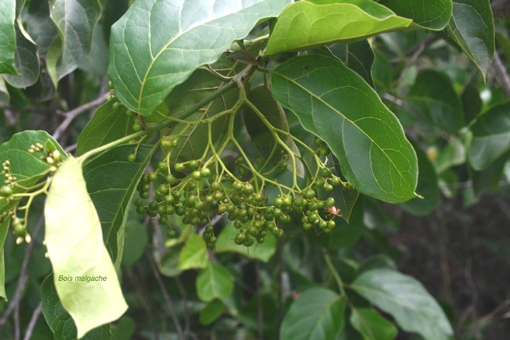 Ehretia cymosa Bois malgache Boraginaceae Potentiellement envahissante 7235.jpeg