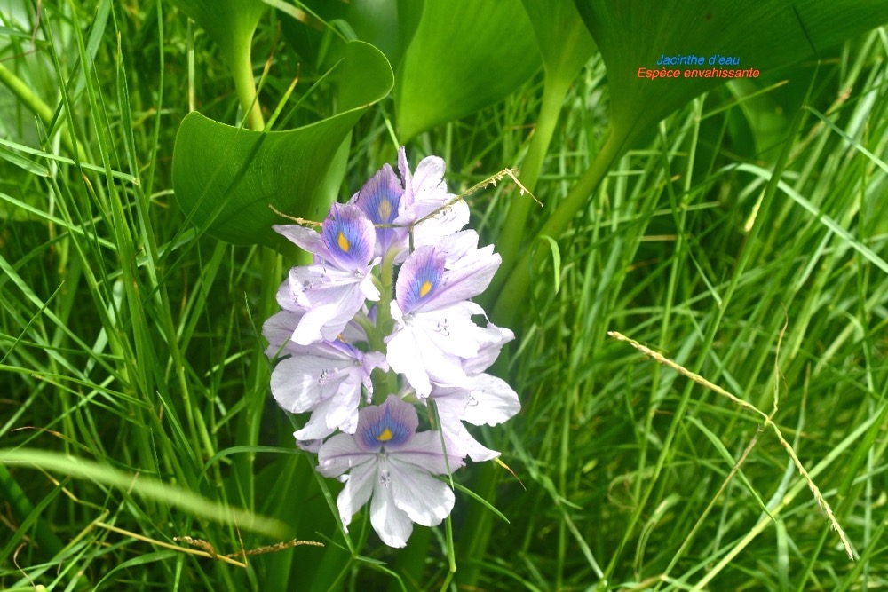 Eichhornia crassipes Jacinthe d'eau Pontederiaceae E.jpeg