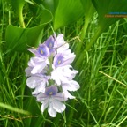 Eichhornia crassipes Jacinthe d'eau Pontederiaceae E.jpeg