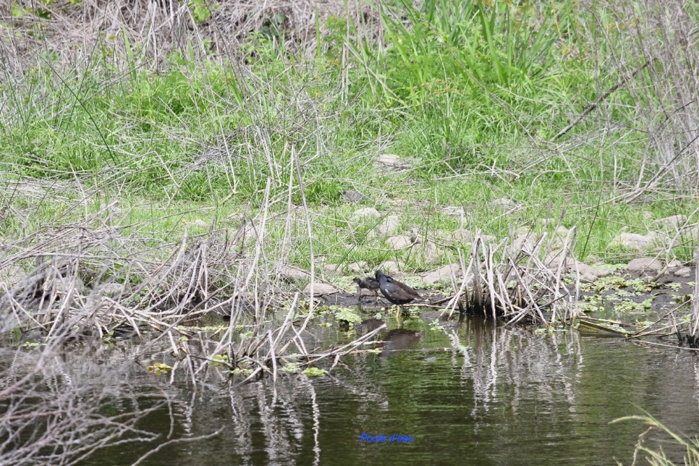 Gallinula chloropus Poule d'eau  Rallidae 7221.jpeg