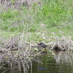 Gallinula chloropus Poule d'eau  Rallidae 7221.jpeg