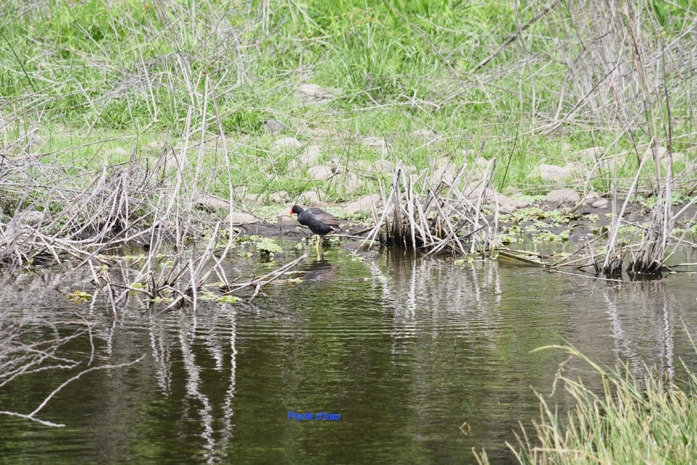 Gallinula chloropus Poule d'eau Rallidae 7213.jpeg