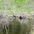 Gallinula chloropus Poule d'eau Rallidae 7213.jpeg