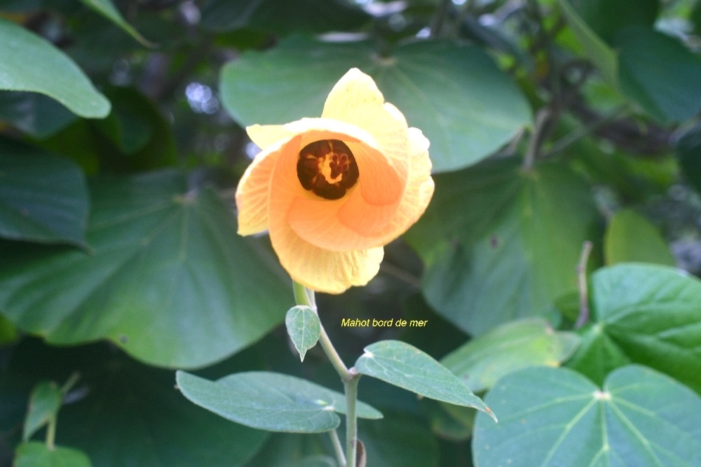 Talipariti tiliaceum Mahot bord de mer Malvaceae 7260.jpeg