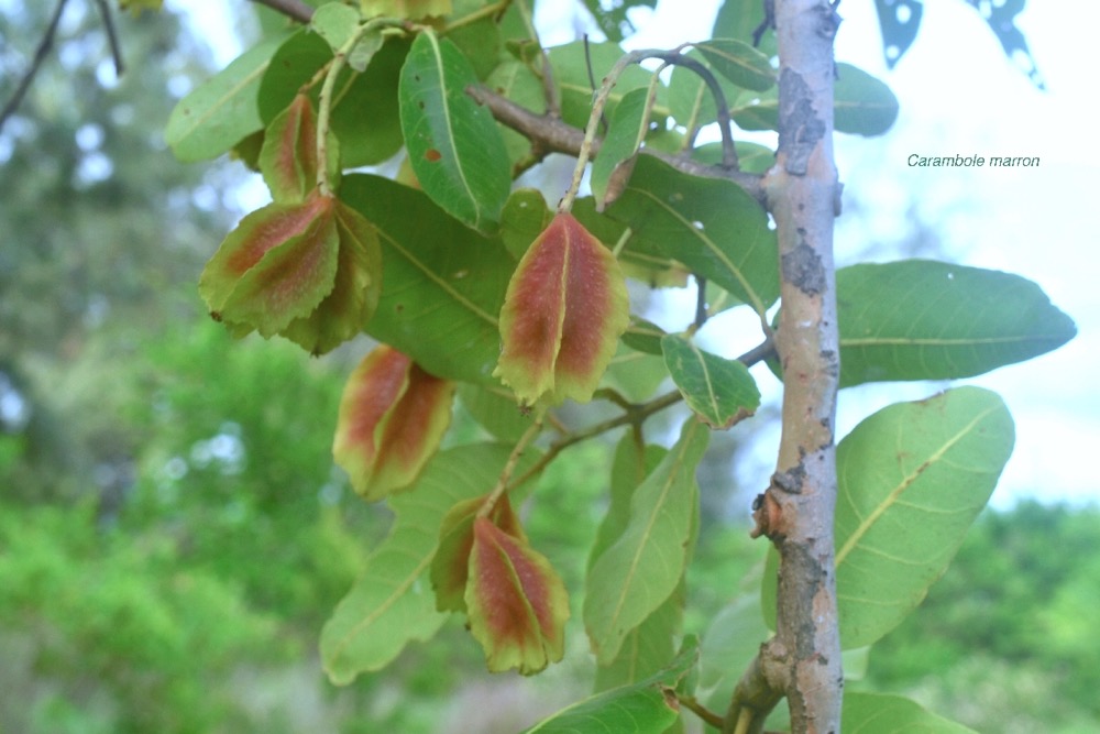 Terminalia arjuna Carambole marron Combretaceae Inde 7258.jpeg