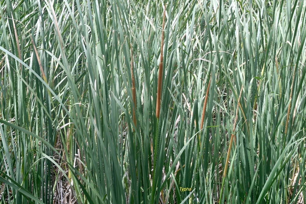 Typha domingensis Typha Typhacea e Indigène La Réunion 7266.jpeg