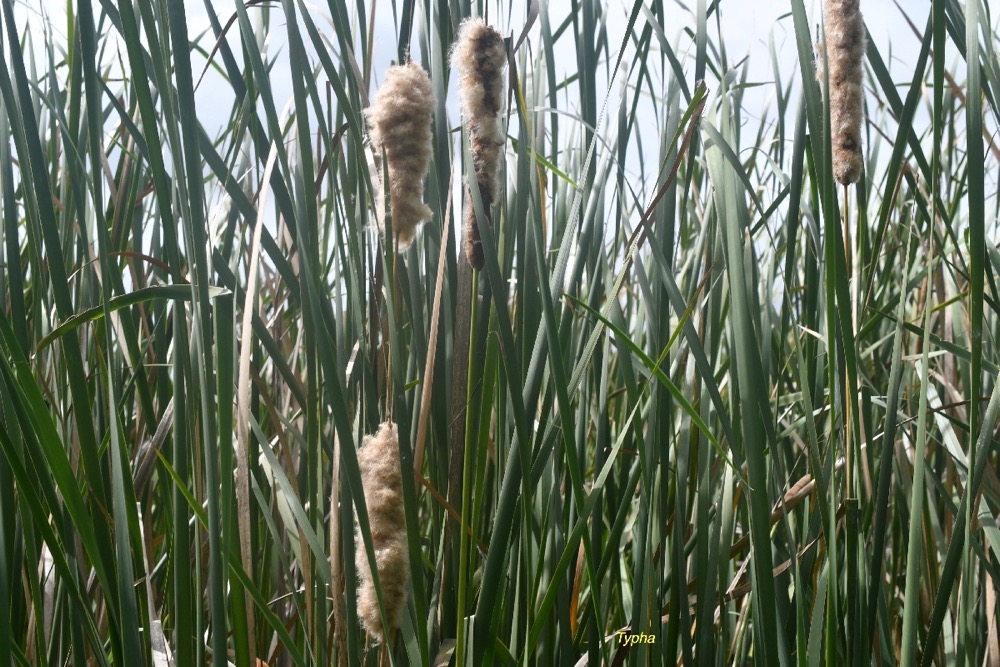 Typha domingensis Typha Typhacea e Indigène La Réunion 7271.jpeg