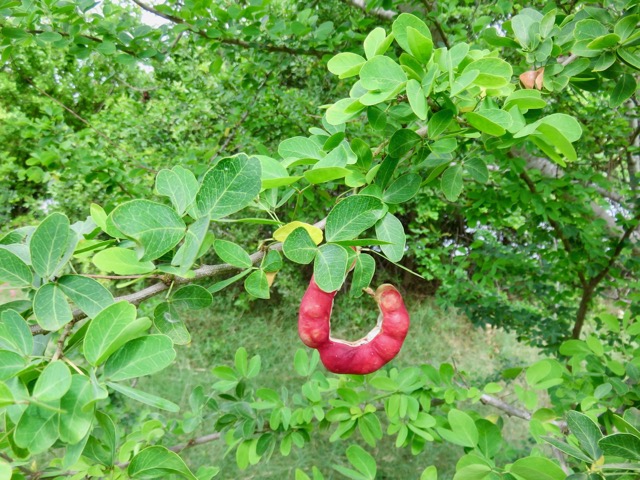 1. Fruit et feuilles de Pithecellobium dulce (Roxb.) Benth. - Tamarin d'Inde - Fabaceae - exotique.jpeg