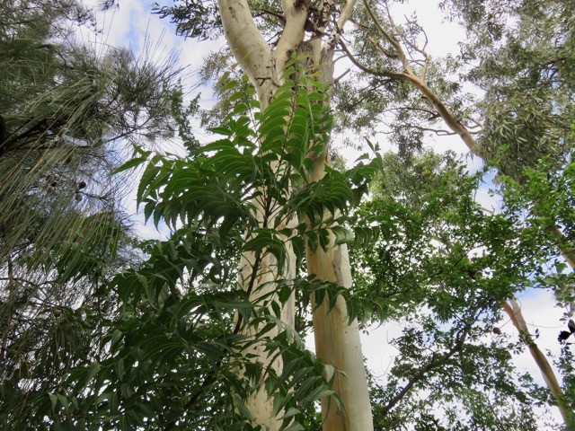 3. Azadirachta indica A. Juss. - Neem, Margotier. Lilas. - Meliaceae - Exotique - Inde juvénile.jpeg