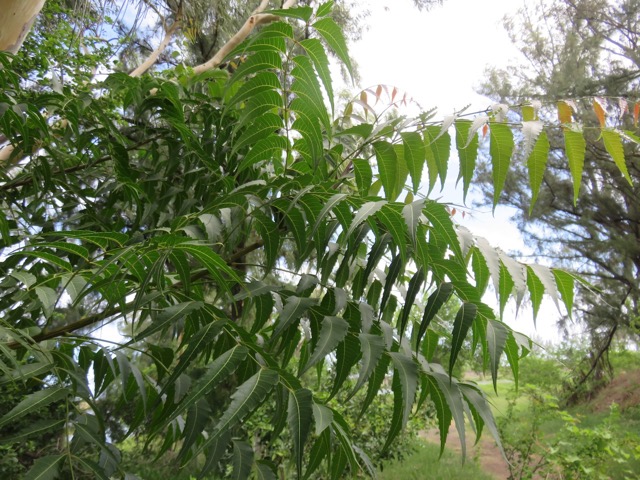 4. Feuilles Azadirachta indica A. Juss. - Neem, Margotier. Lilas. - Meliaceae - Exotique - Inde.jpeg