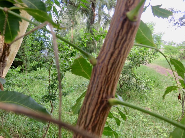 5. Tronc de Azadirachta indica A. Juss. - Neem, Margotier. Lilas. - Meliaceae - Exotique - Inde - juvénile.jpeg