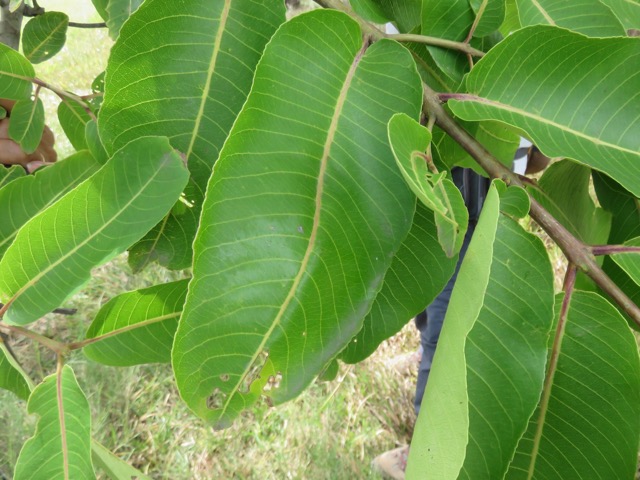 7. Feuilles de Terminalia arjuna (Roxb. ex DC.) Wight et Arn - Carambole marron - Combretaceae  - Inde.jpeg