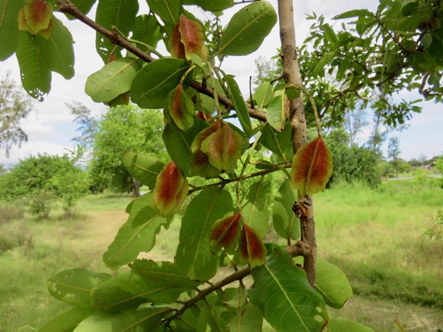 8. Fruits de Terminalia arjuna (Roxb. ex DC.) Wight et Arn - Carambole marron - Combretaceae  - Inde.jpeg