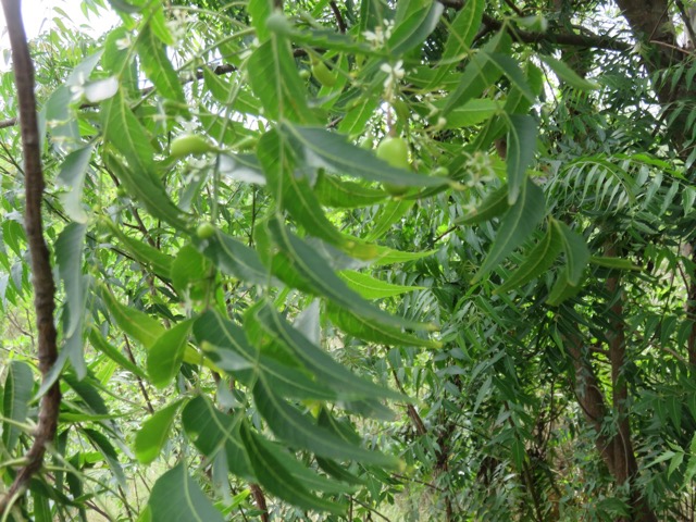 9. Fruits du Azadirachta indica A. Juss. - Neem, Margotier. Lilas. - Meliaceae - Exotique - Inde.jpeg