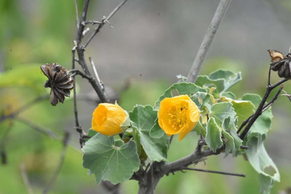 Abutilon_indicum_Mauve_pays_MALVACEAE_EE_MB3_1245.jpg