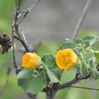 Abutilon_indicum_Mauve_pays_MALVACEAE_EE_MB3_1245.jpg