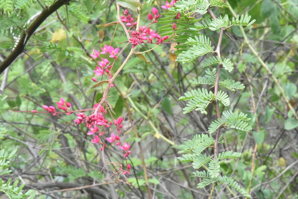 Antigonon_leptopus_Liane_antigone_POLYGONACEAE_EE_MB3_1255.jpg