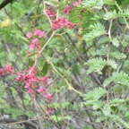 Antigonon_leptopus_Liane_antigone_POLYGONACEAE_EE_MB3_1255.jpg