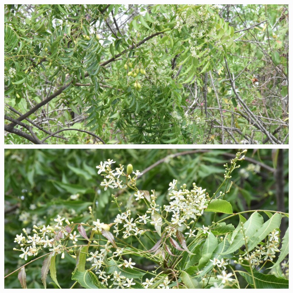 Azadirachta_indica_Neem_MELIACEAE_Inde_20230214_195016.jpg