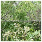 Azadirachta_indica_Neem_MELIACEAE_Inde_20230214_195016.jpg