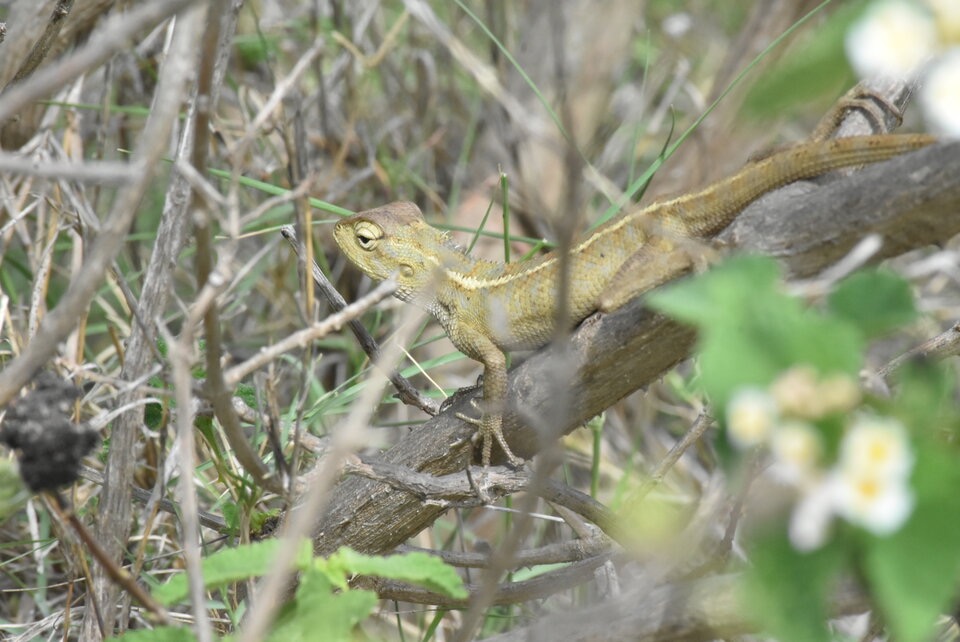 Calotes_versicolor_Camaleon_AGAMIDAE_MB3_1243.jpg