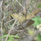 Calotes_versicolor_Camaleon_AGAMIDAE_MB3_1243.jpg