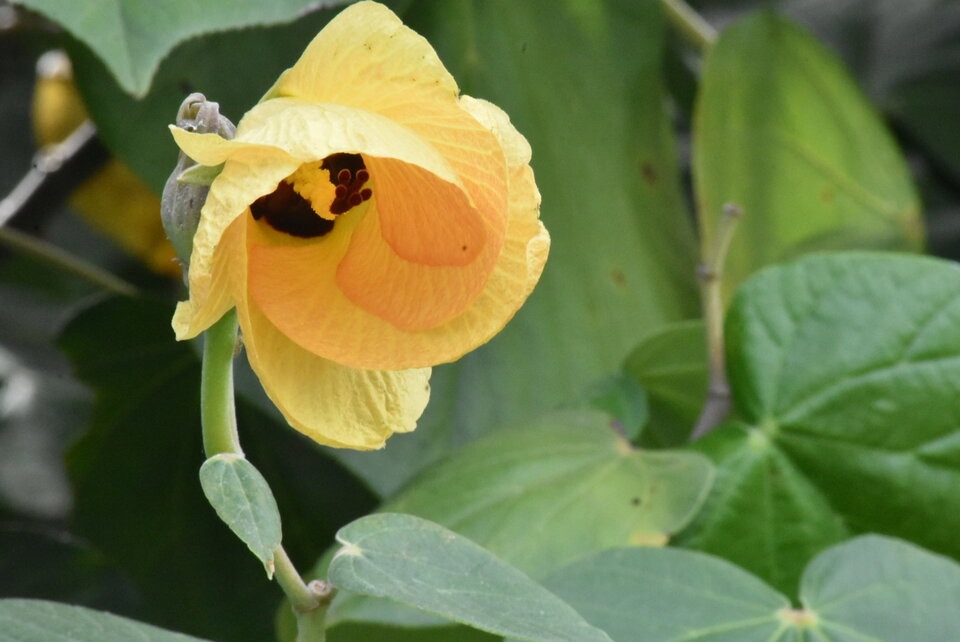 Hibiscus_tiliaceus_(Talipariti_tiliaceum)_Mova_MALVACEAE_MB3_1254.jpg