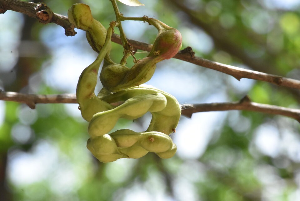 Pithecellobium_dulce_Tamarin_d_Inde_FABACEAE_EE_MB3_1238.jpg