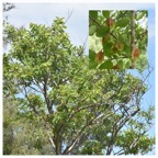 Terminalia_ajurna_Carambole_marron_COMBRETACEAE_Inde_20230214_194836.jpg