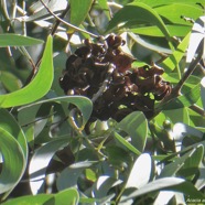 Acacia auriculiformis.fabaceae.( fruits secs ) espèce cultivée..jpeg