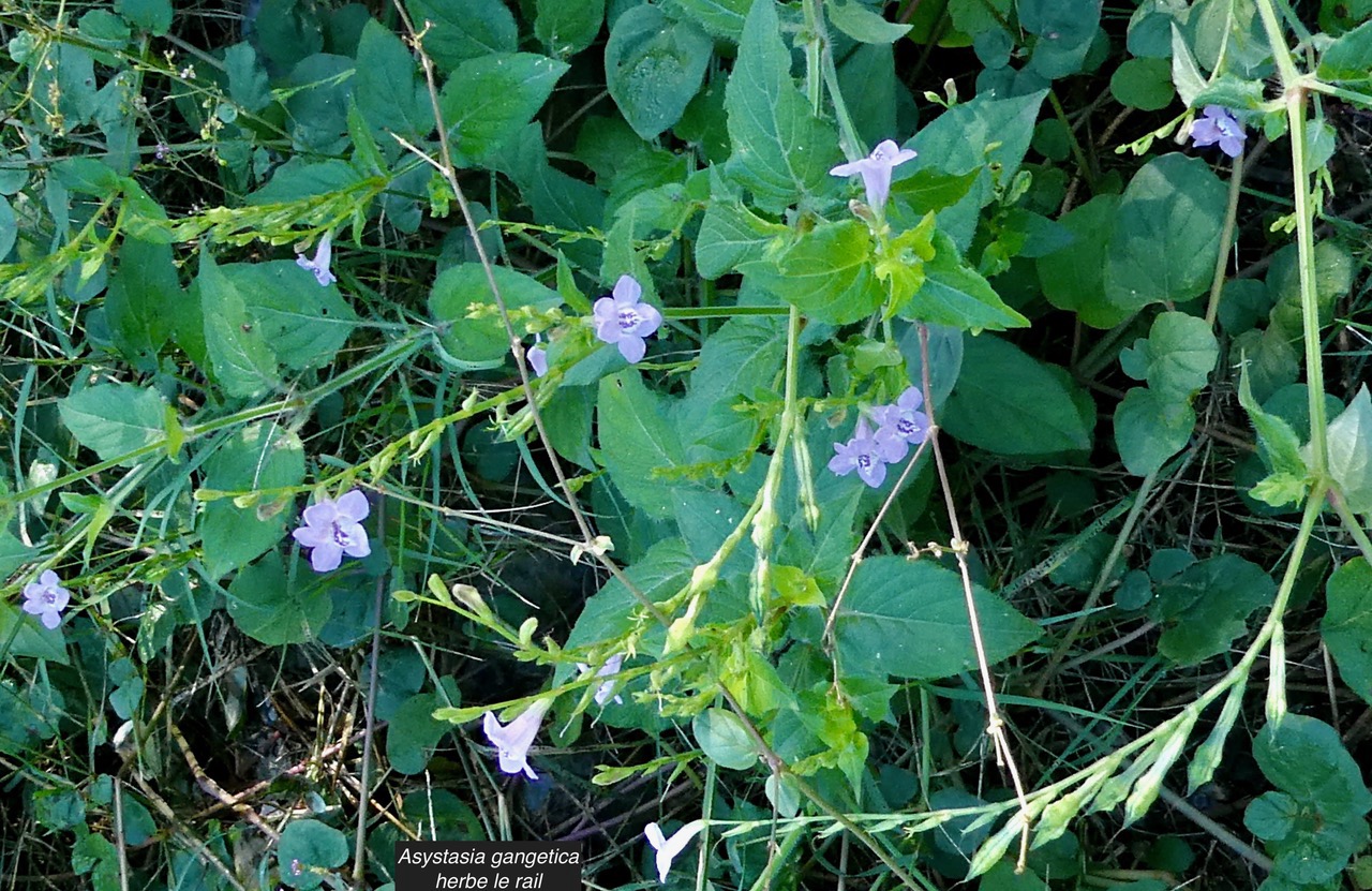 Asystasia gangetica.herbe lle rail.acanthaceae.amphinaturalisé.espèce envahissante. (1).jpeg