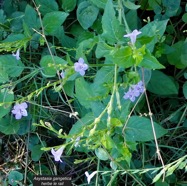 Asystasia gangetica.herbe lle rail.acanthaceae.amphinaturalisé.espèce envahissante. (1).jpeg